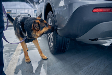 German Shepherd dog inspecting automobile and searching for drugs or other illegal items